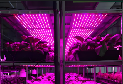 红蓝光7:3植物生长灯管用途使用方法